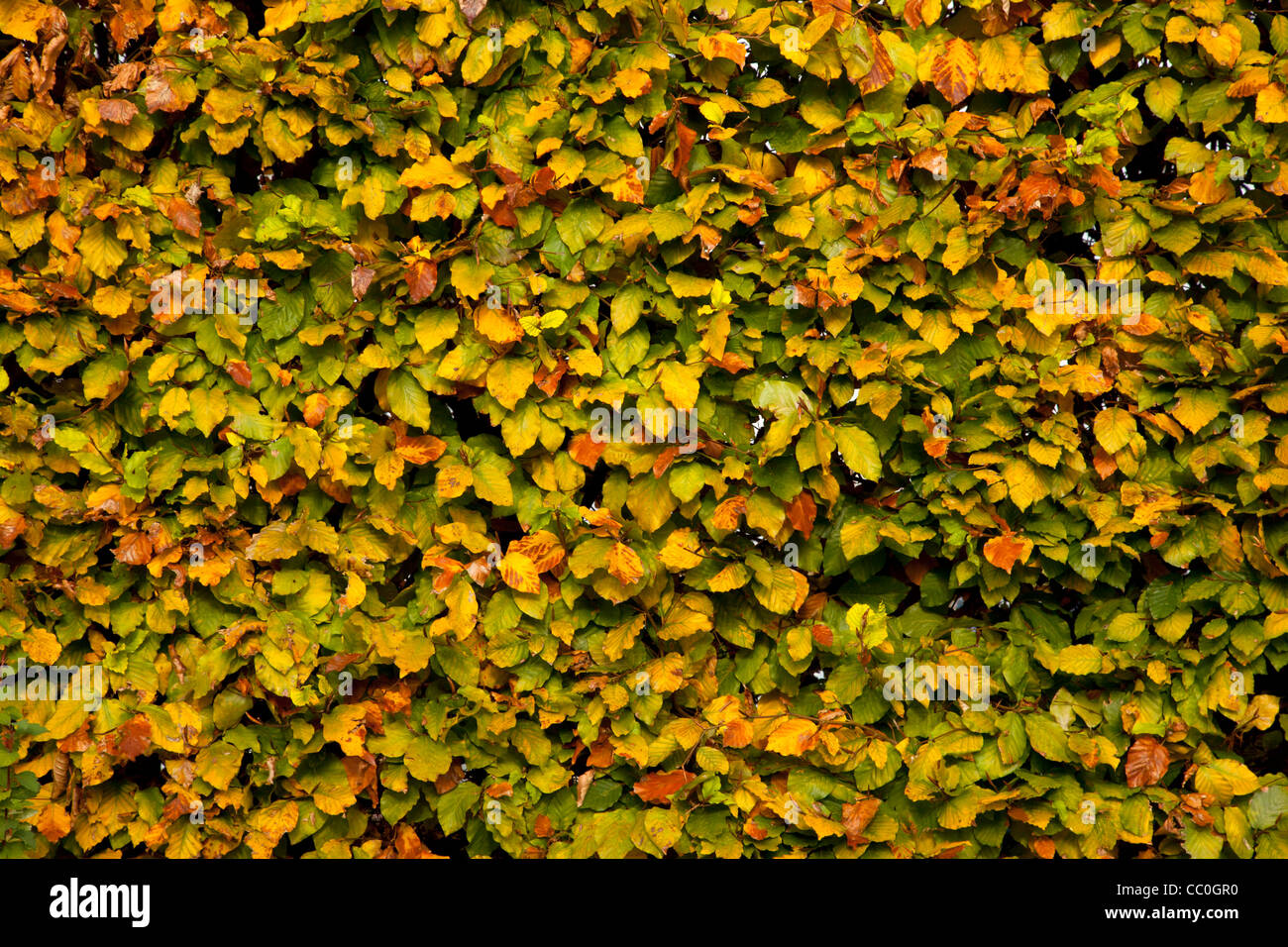 Full-Frame-Schuss von Buche Hecke mit Herbstfärbung lässt im Garten Stockfoto