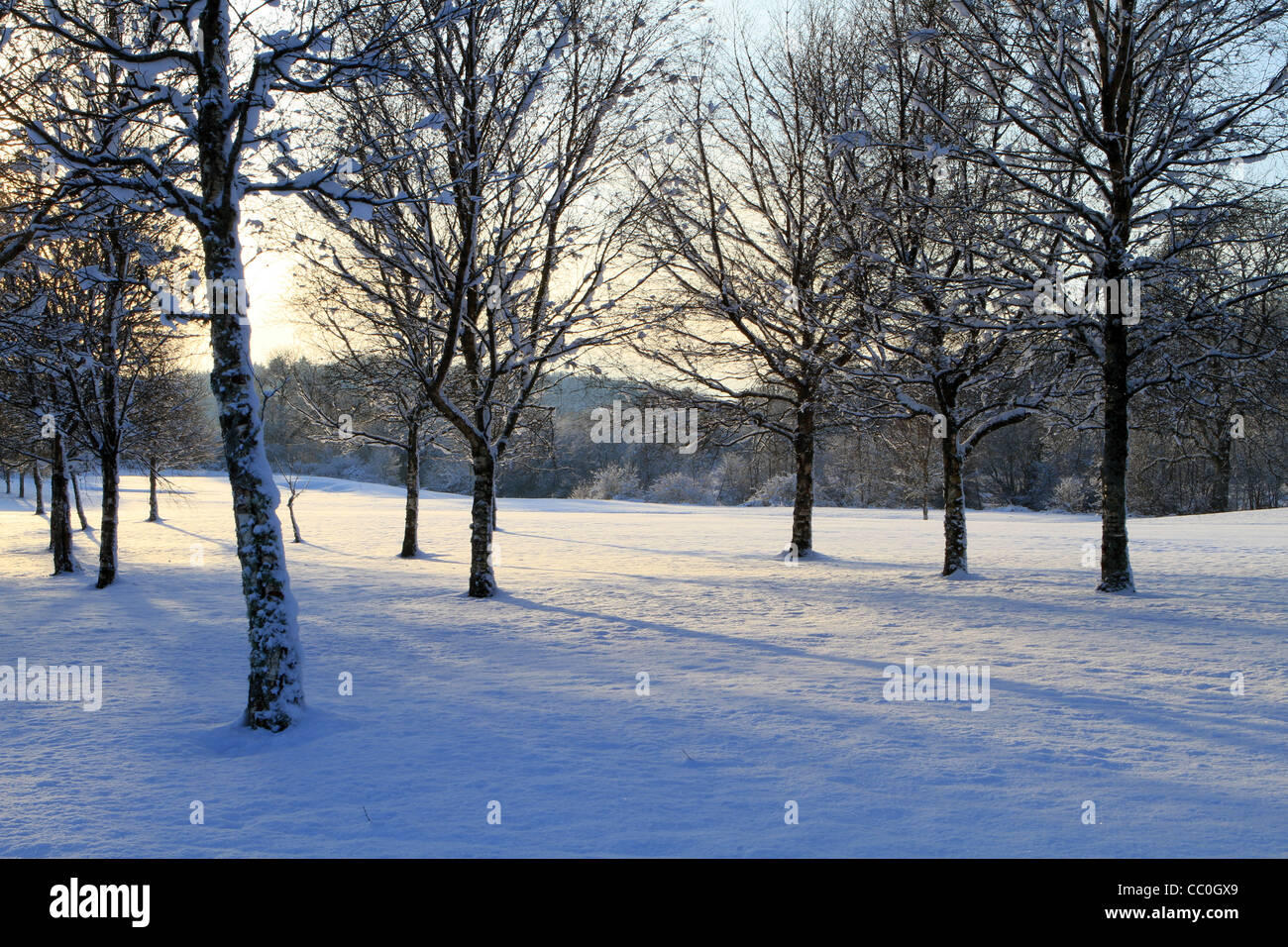 Am späten Abendlicht auf Birken im Schnee. Ballinamore. Co. Leitrim. Irland Stockfoto