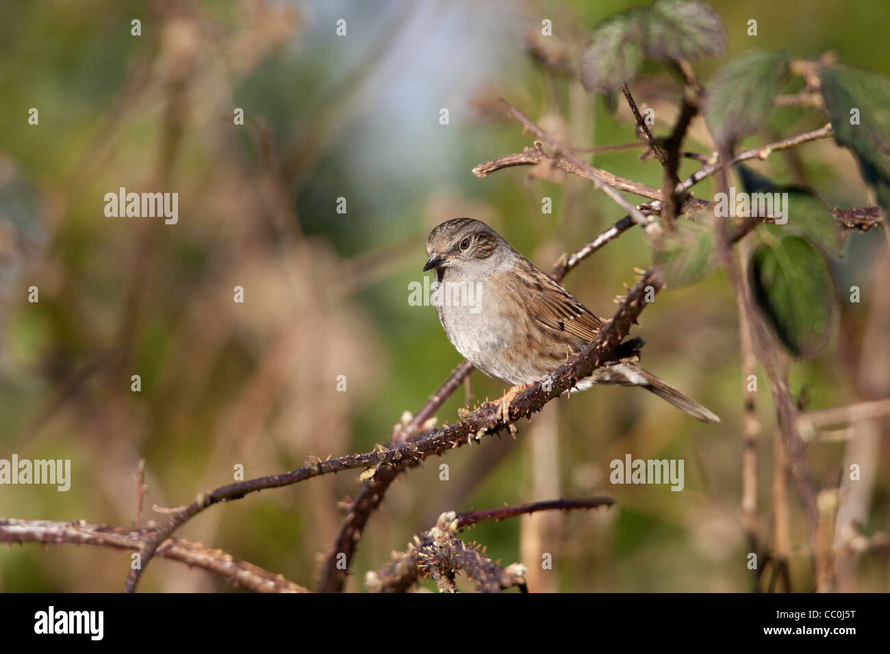 Heckenbraunelle (Hedge beobachtet) Prunella Modularis Erwachsenen thront in einem Bramble-patch Stockfoto