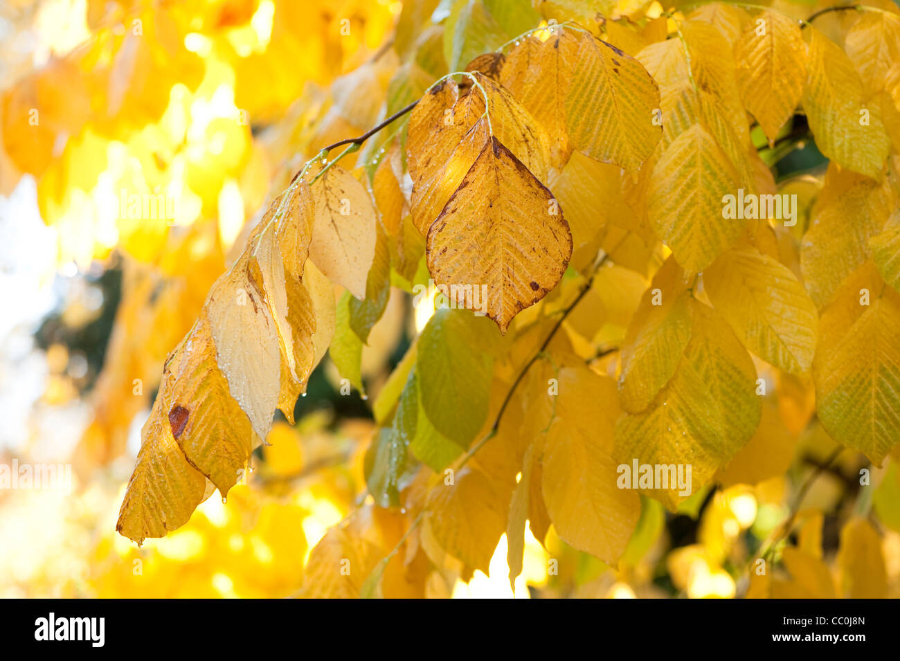 Gelbholz, Cladrastis Lutea, im Herbst Stockfoto