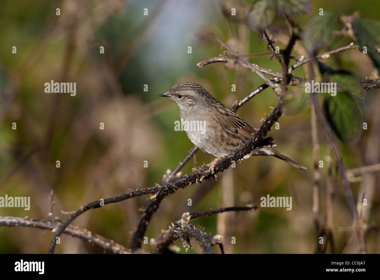 Heckenbraunelle Hedge beobachtet Prunella Modularis Erwachsenen thront auf einer Brombeere Stockfoto