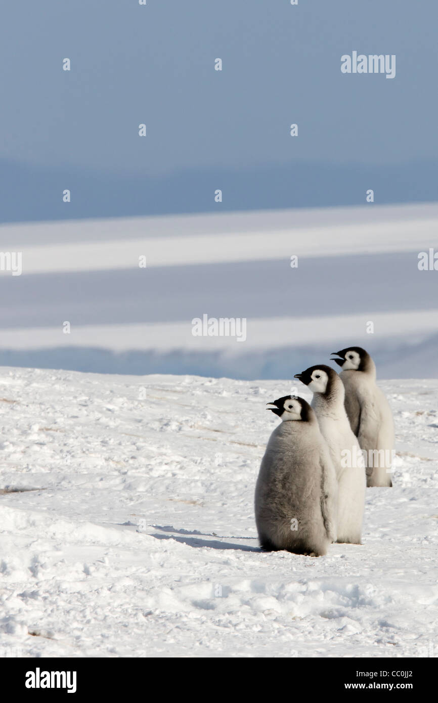 Antarktis Wilder Kaiser Küken Aptenodytes Forsteri Textfreiraum Stockfoto