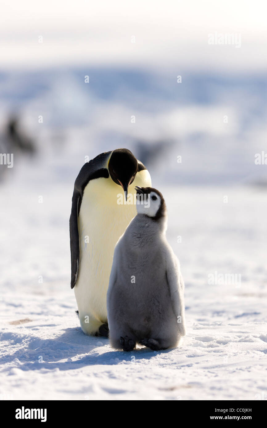 30 Tage alten Kaiser Küken und Erwachsenen Aptenodytes Forsteri Wild Pinguin Stockfoto