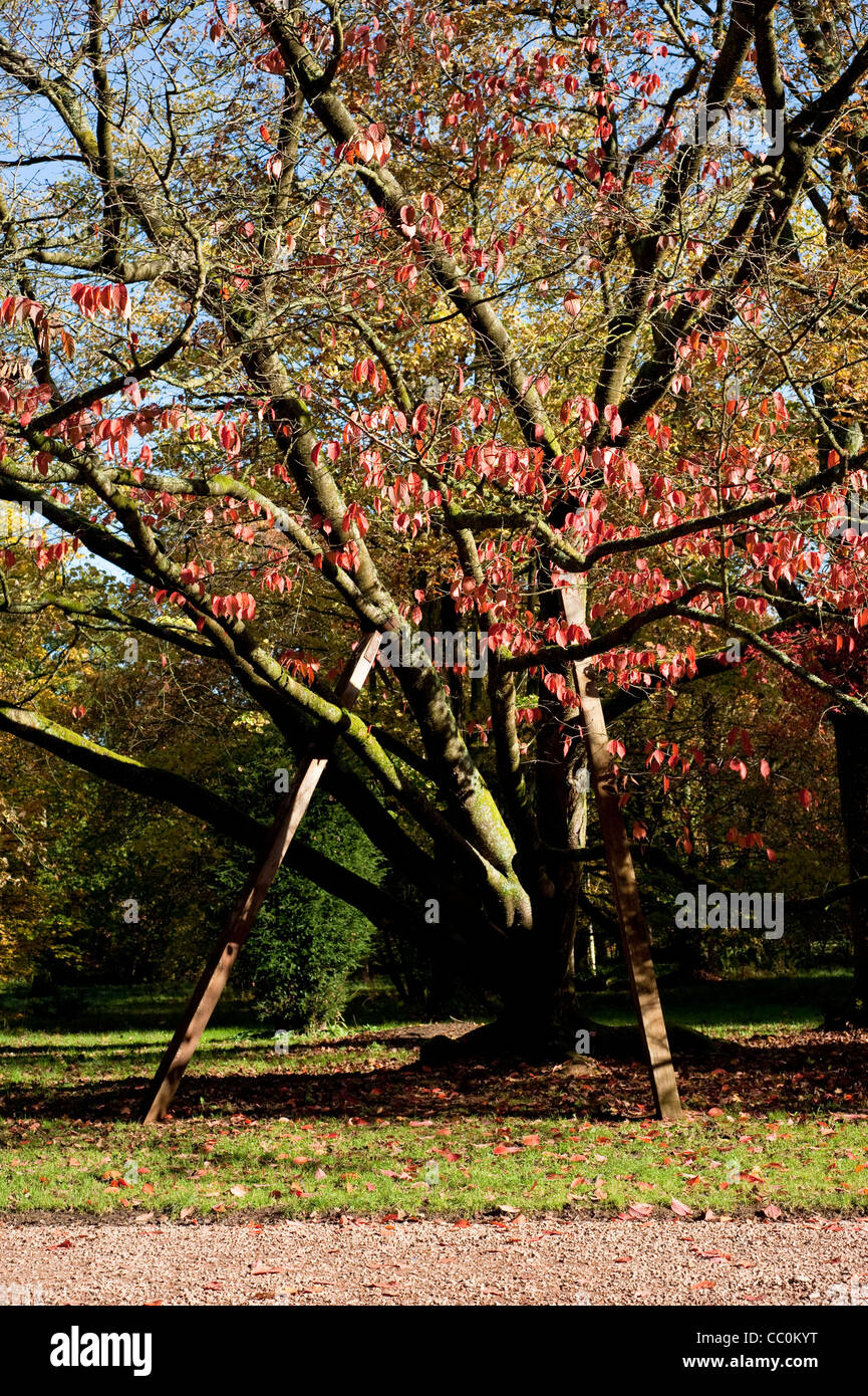Prunus Sargentii, Sargents Kirsche Baum, im Herbst Stockfoto