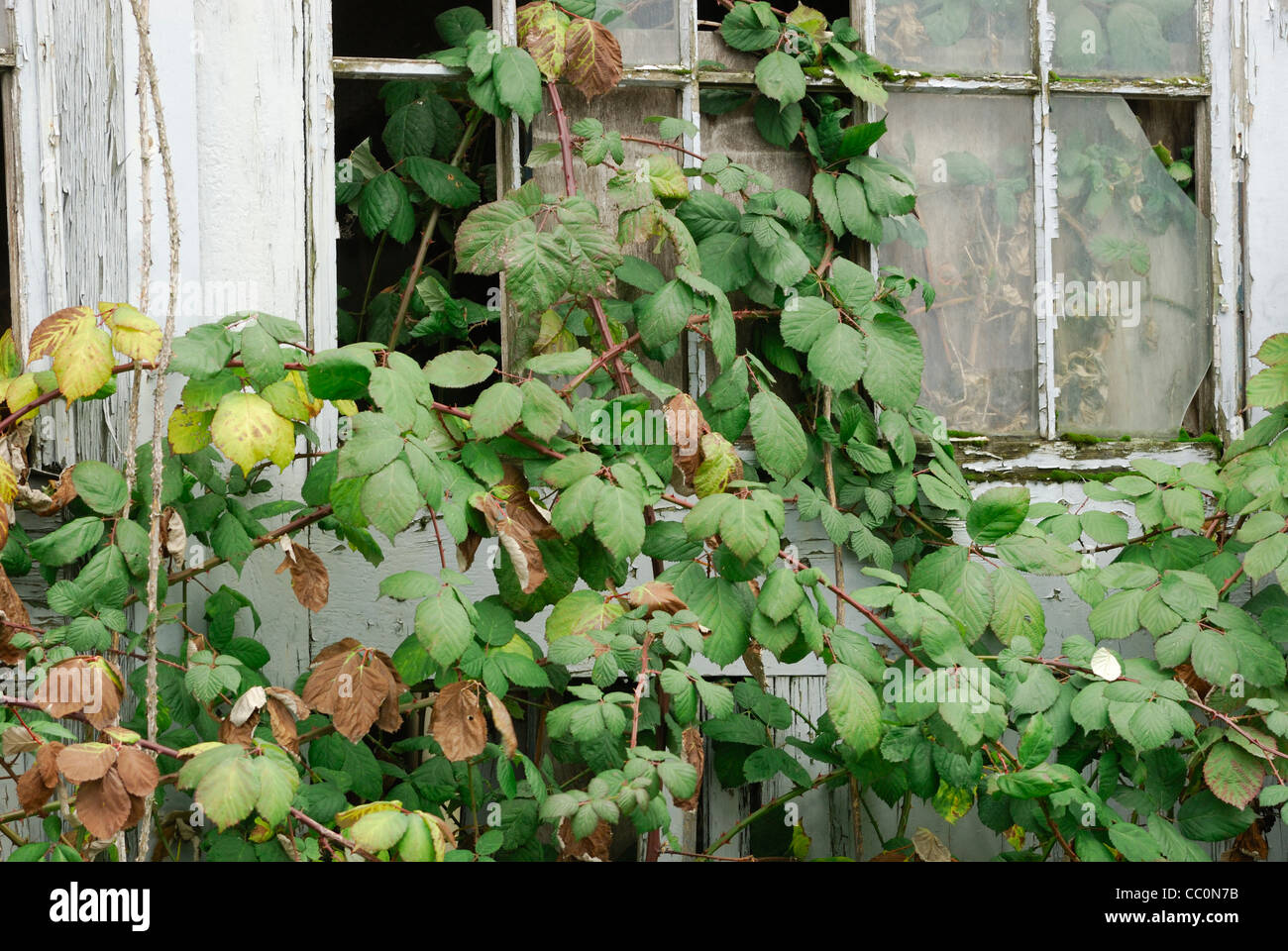 Brombeeren wachsen durch ein altes Gebäude ist Fensterscheiben kaputt. Stockfoto