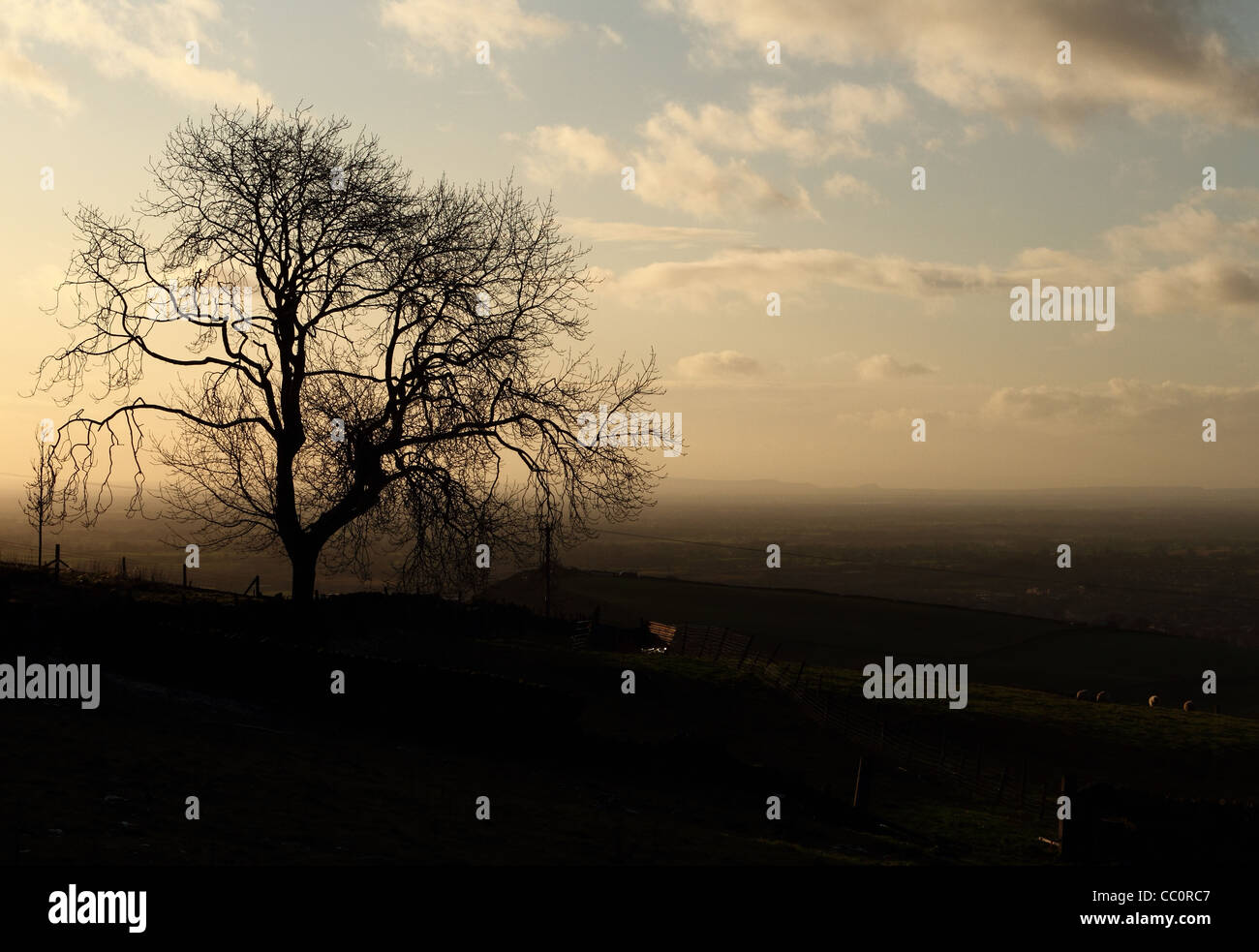 Einstellung der Sonne Silhouetten einen Baum und Vieh Stockfoto