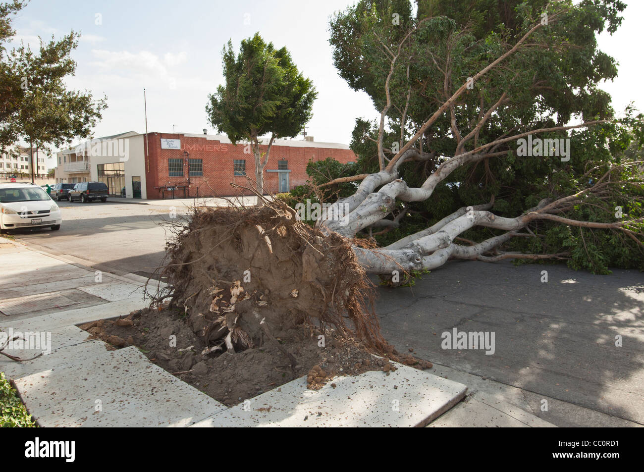 Einem eingestürzten Baum wegen zu starken Windes. Hurrikan-Stärke-Winde klopfte eine große Anzahl von Bäumen. Stockfoto