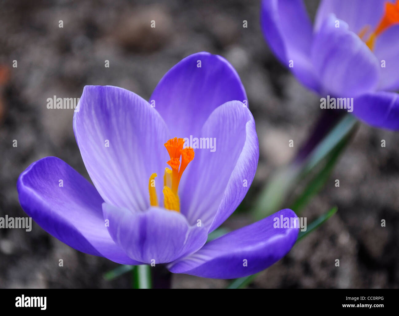 Frühlingsblumen Krokus, Nahaufnahme Schuss Stockfoto