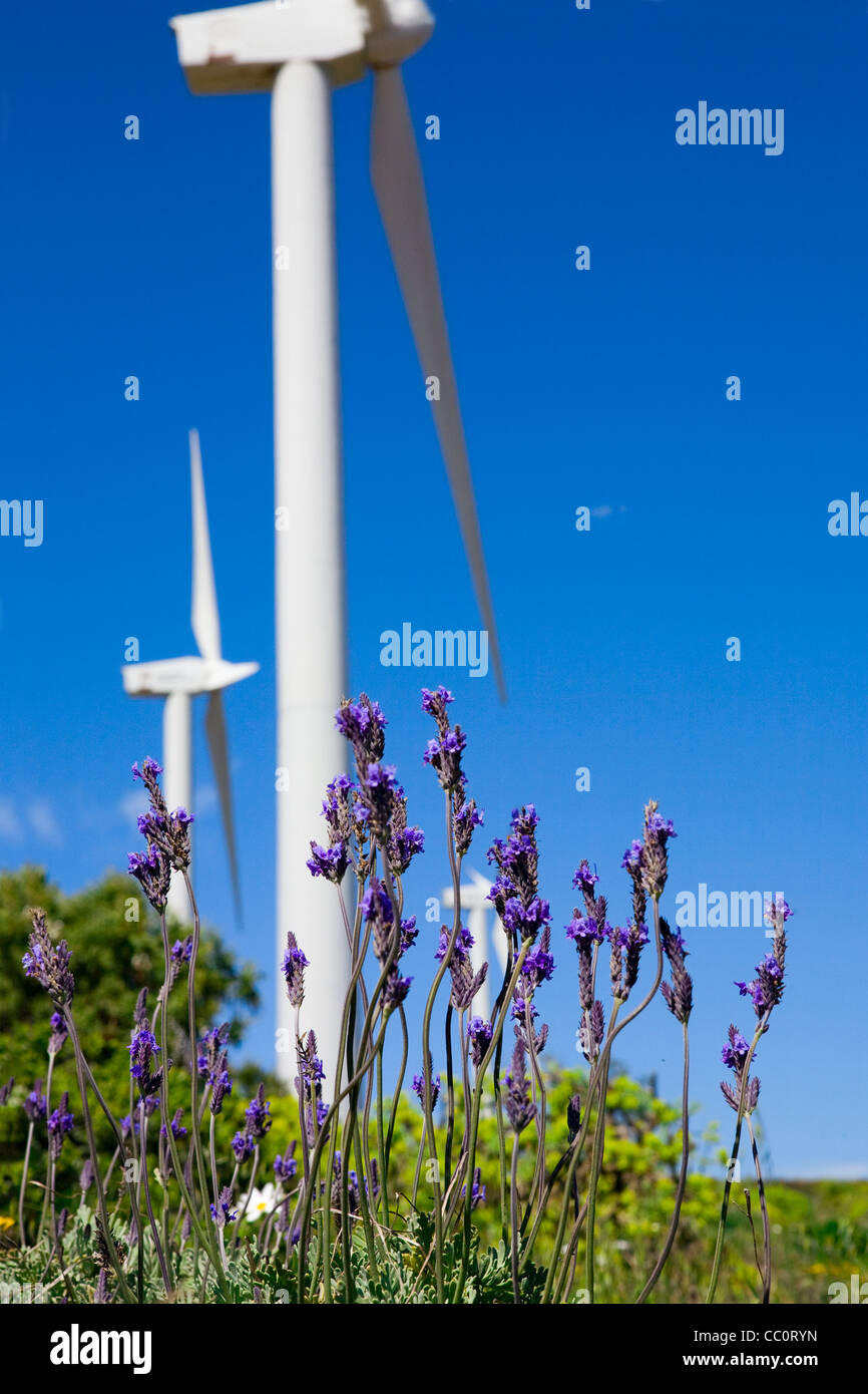 wilde Lavanda gegen blauen Himmel mit riesigen Windturbine als Hintergrund Stockfoto