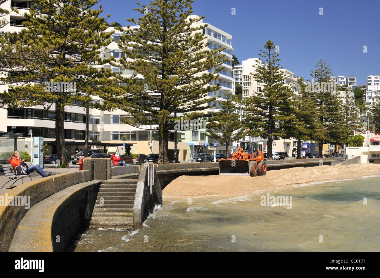 Strand-Nachschub im Oriental Bay Beach von Oriental Parade Promenade mit seiner Linie der Insel Pines, Wellington, Neuseeland. Stockfoto