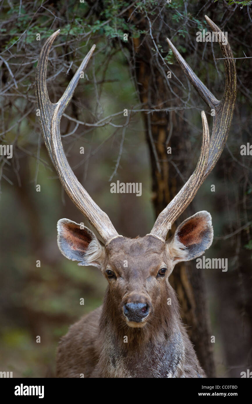 Indischer Sambar, Rusa unicolor, männliche Hirsche im Ranthambhore National Park, Rajasthan, Indien Stockfoto