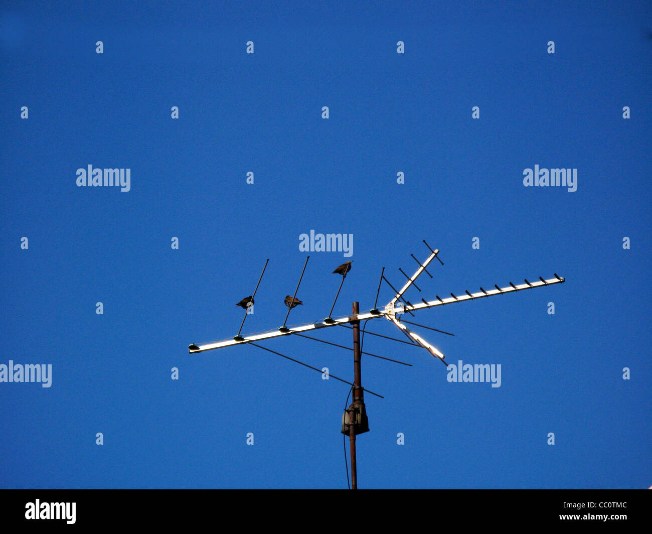 alte TV-Antenne mit Vögel sitzen auf Stockfoto