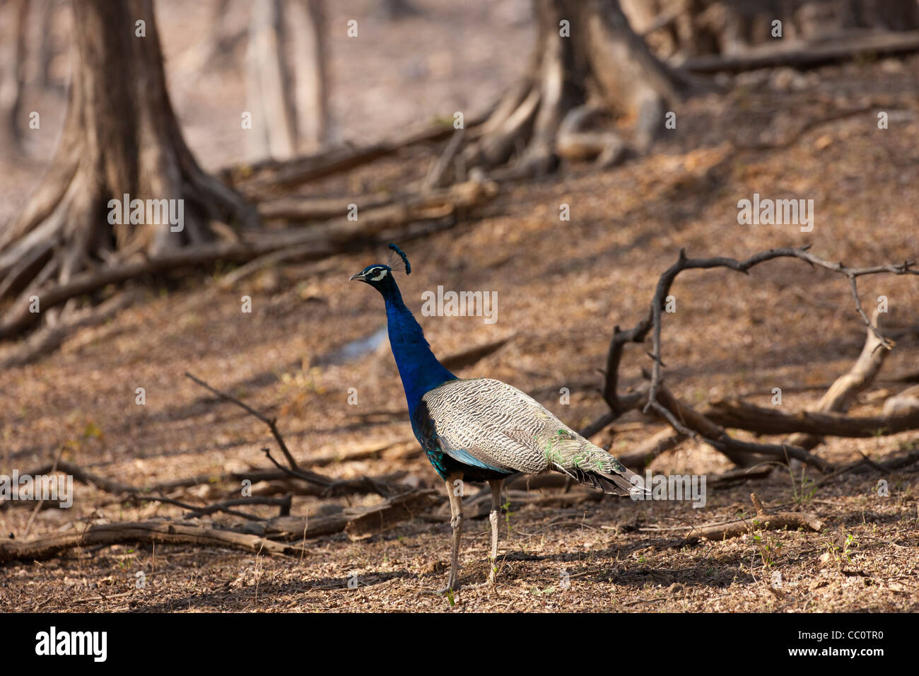Pfau, Nationalvogel von Indien, indische Pavo in Ranthambhore National Park, Rajasthan, Nordindien Stockfoto