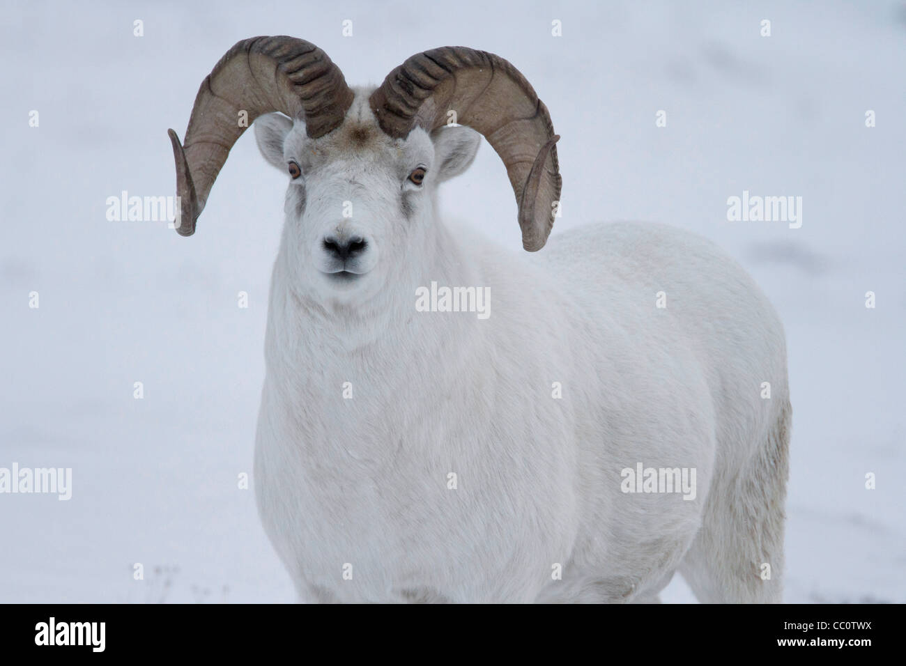 Dall-Schafe (Ovis Dalli) Ram im Schnee in Atigun Pass, Brooks Range Berge, Alaska im Oktober Stockfoto
