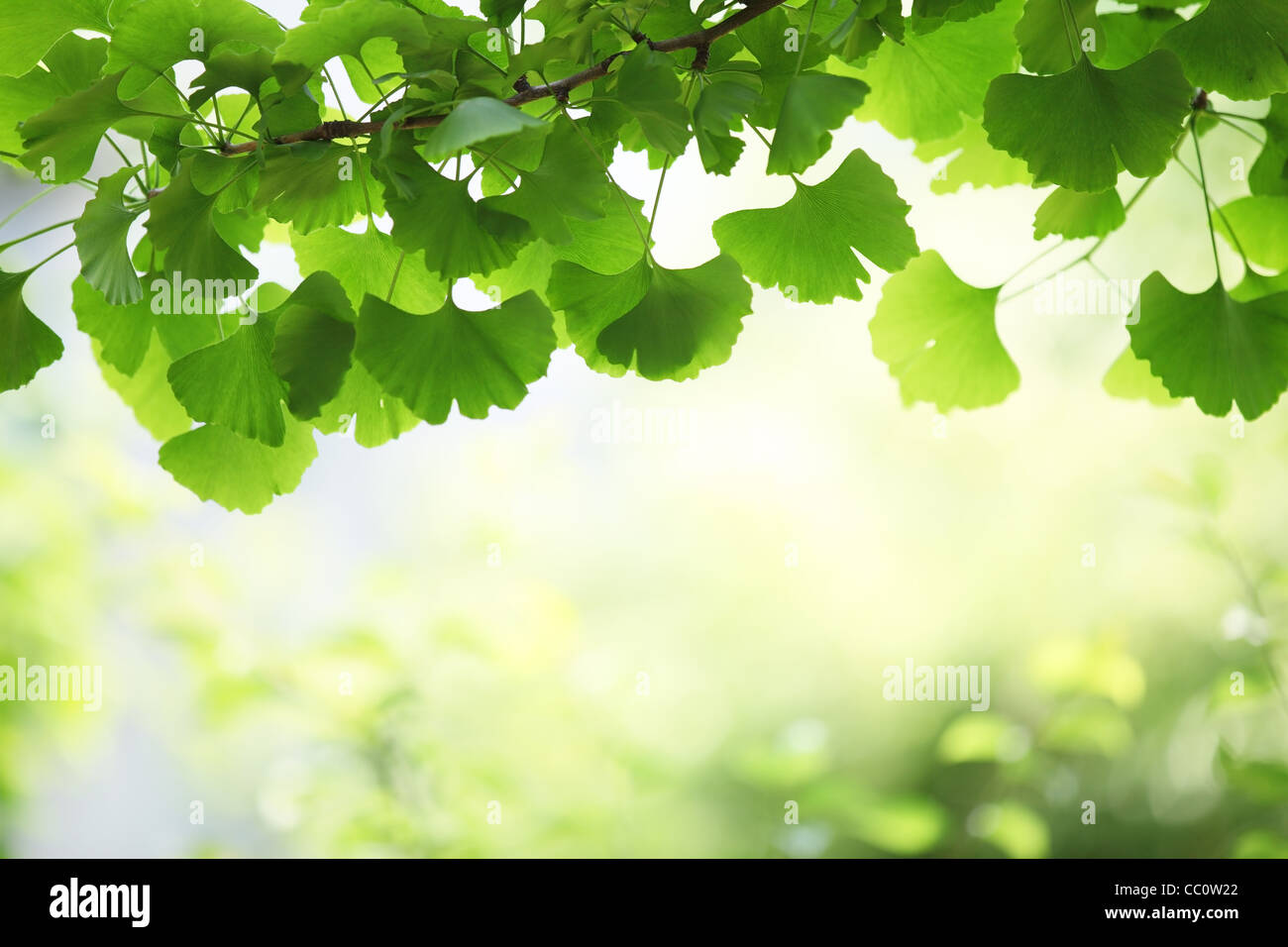 Ginkgo Blätter, flachen Fokus. Stockfoto