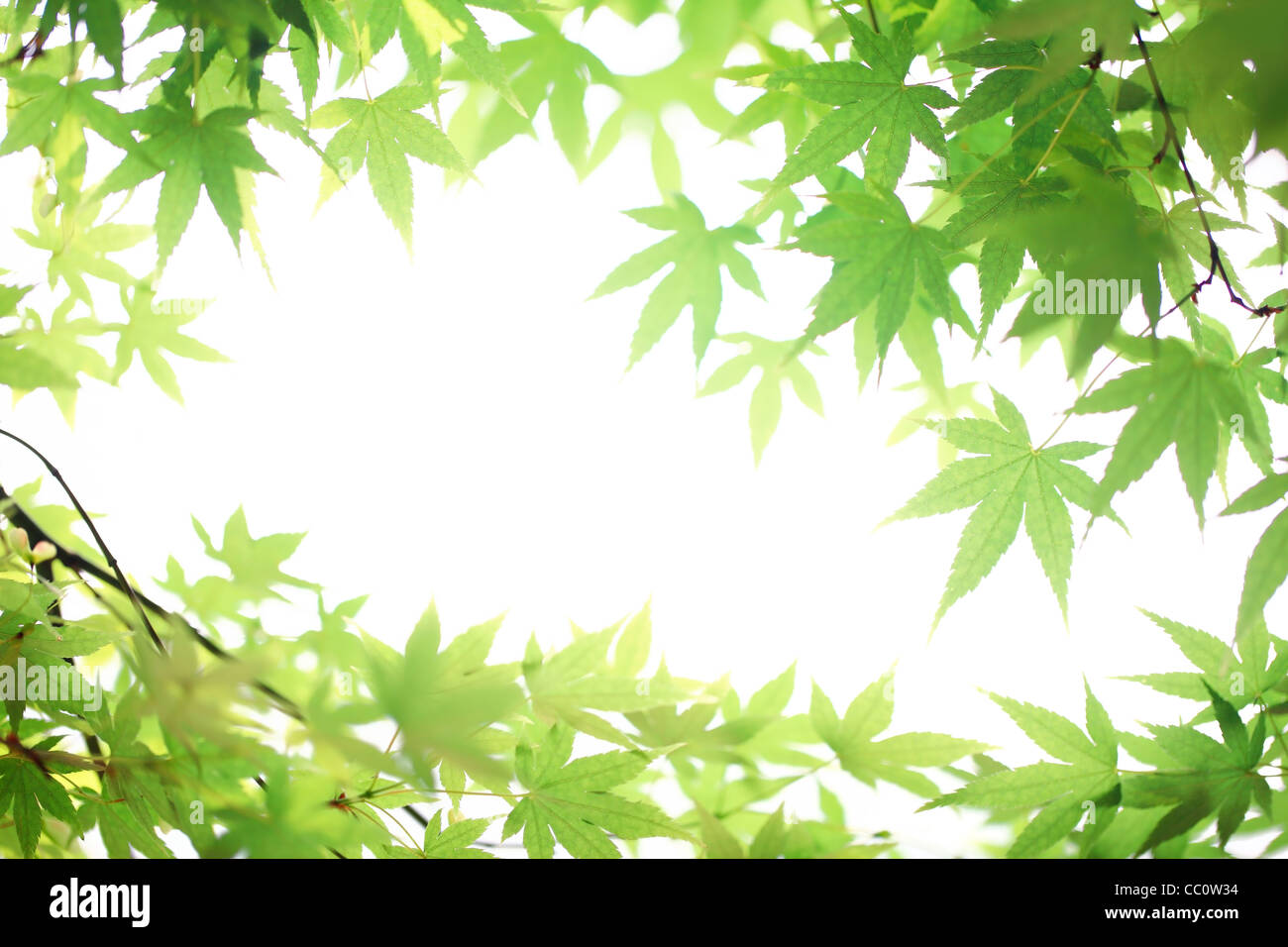grüne Ahornblätter, flachen Fokus. Stockfoto