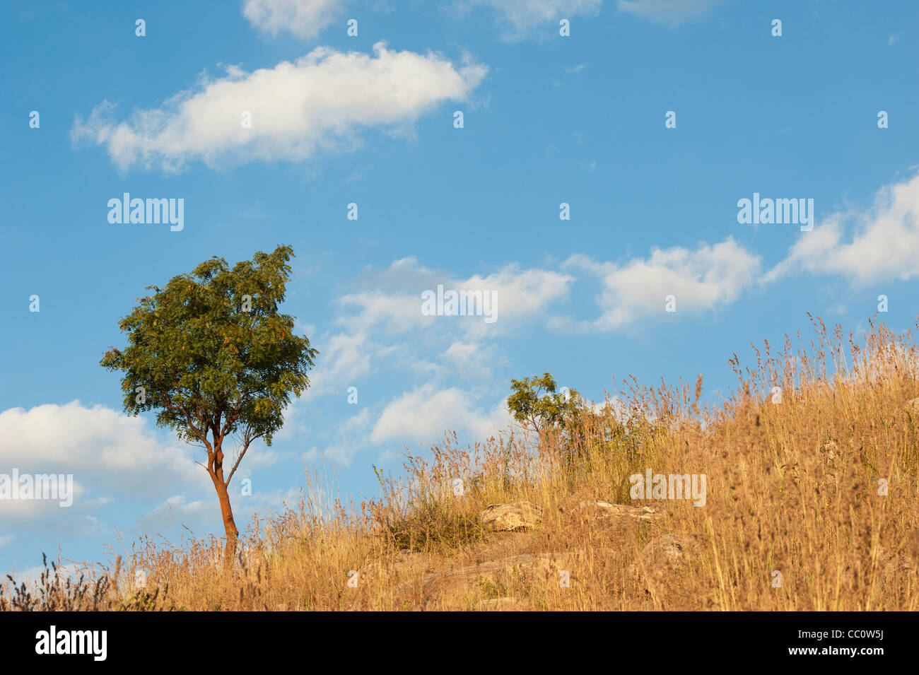Indische Baum auf einem Hügel unter Trockenrasen in der indischen Landschaft. Andhra Pradesh, Indien Stockfoto