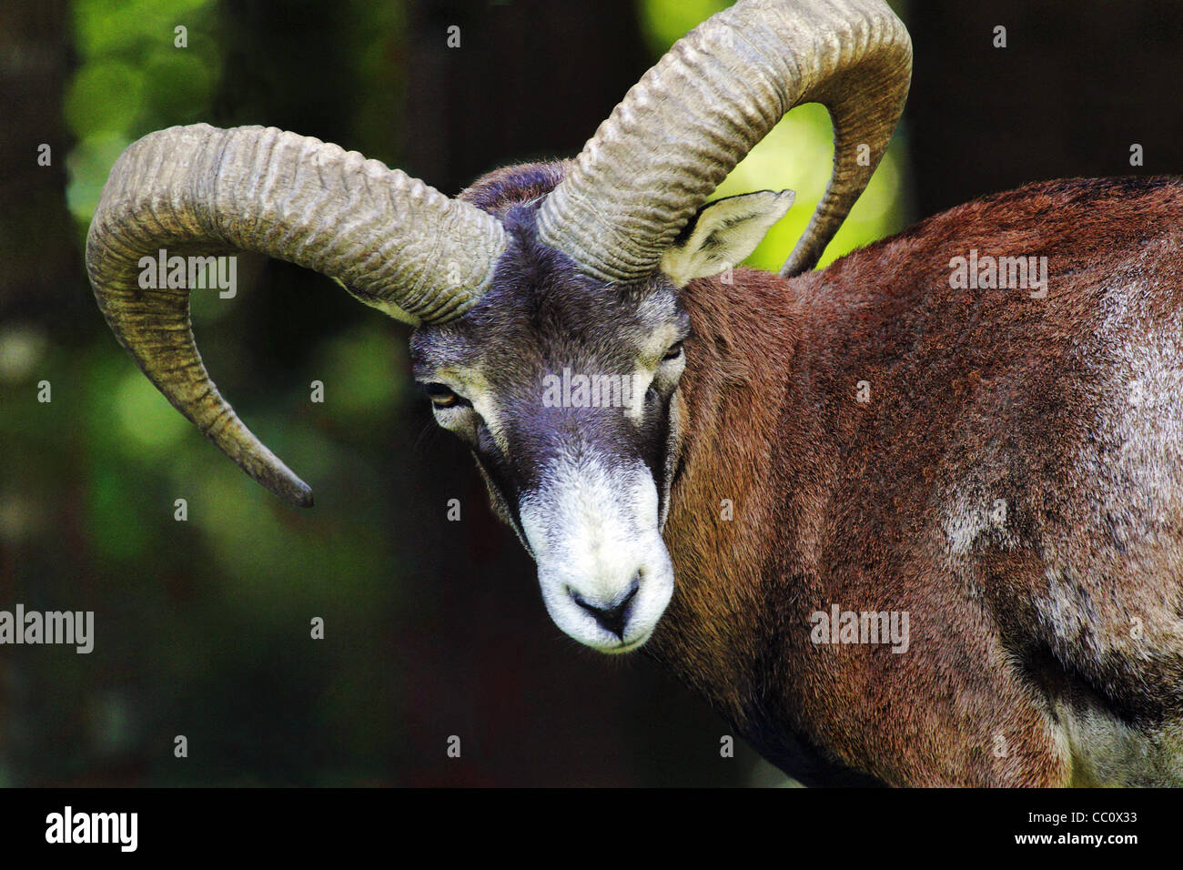 Europäischer mufflon -Fotos und -Bildmaterial in hoher Auflösung – Alamy