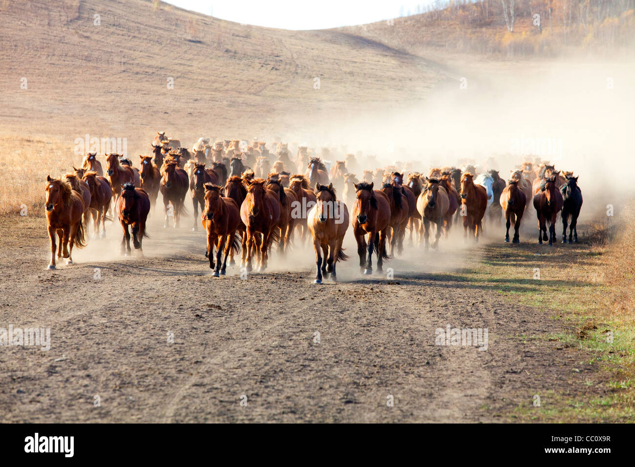 Eine Herde Pferde laufen in der Inneren Mongolei Stockfoto