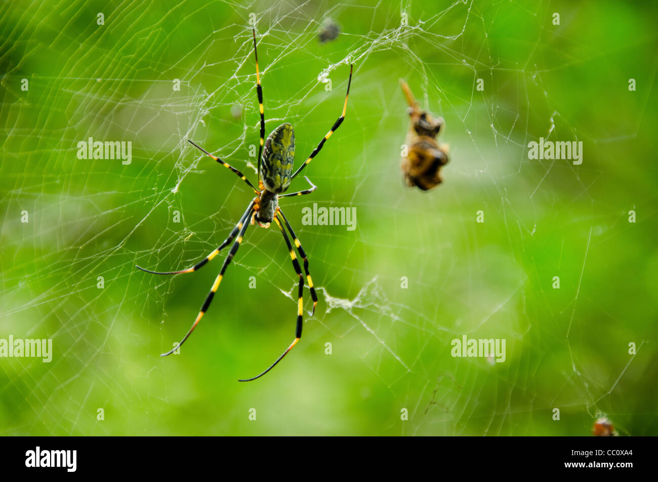 Weibchen von einem goldenen Seide orb - Weber, nephila clavata auf dem Net Stockfoto