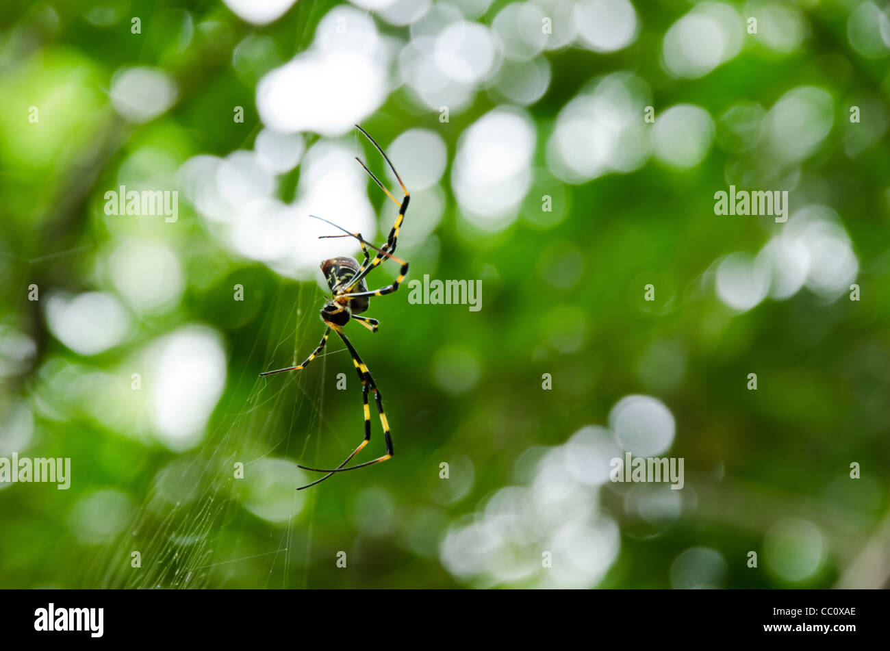 Weibchen von einem goldenen Seide orb - Weber, nephila clavata auf dem Net Stockfoto