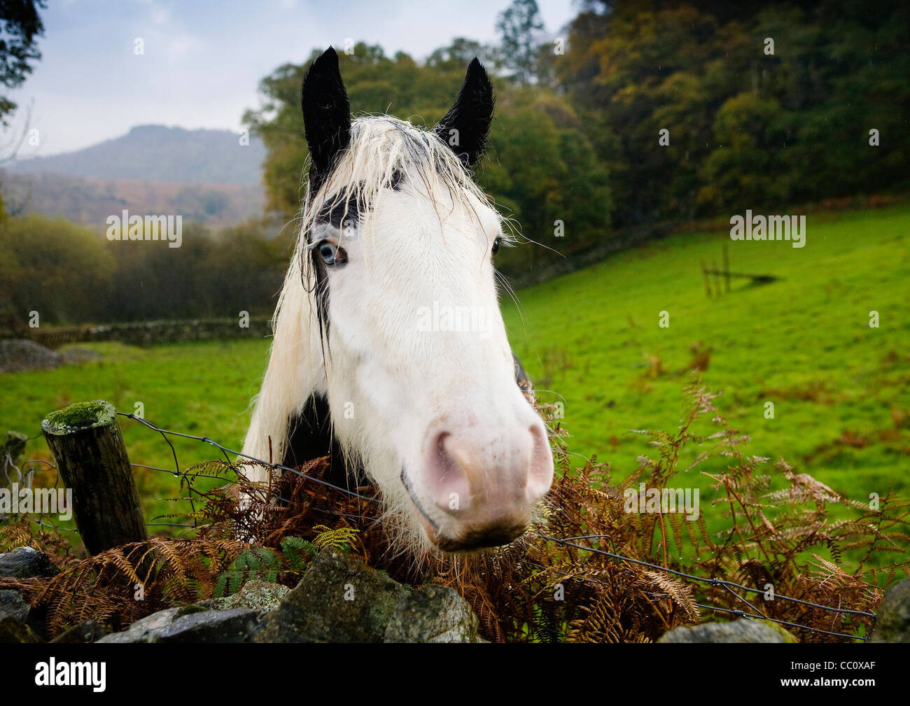 Freundliches Pferd, Lake District Stockfoto