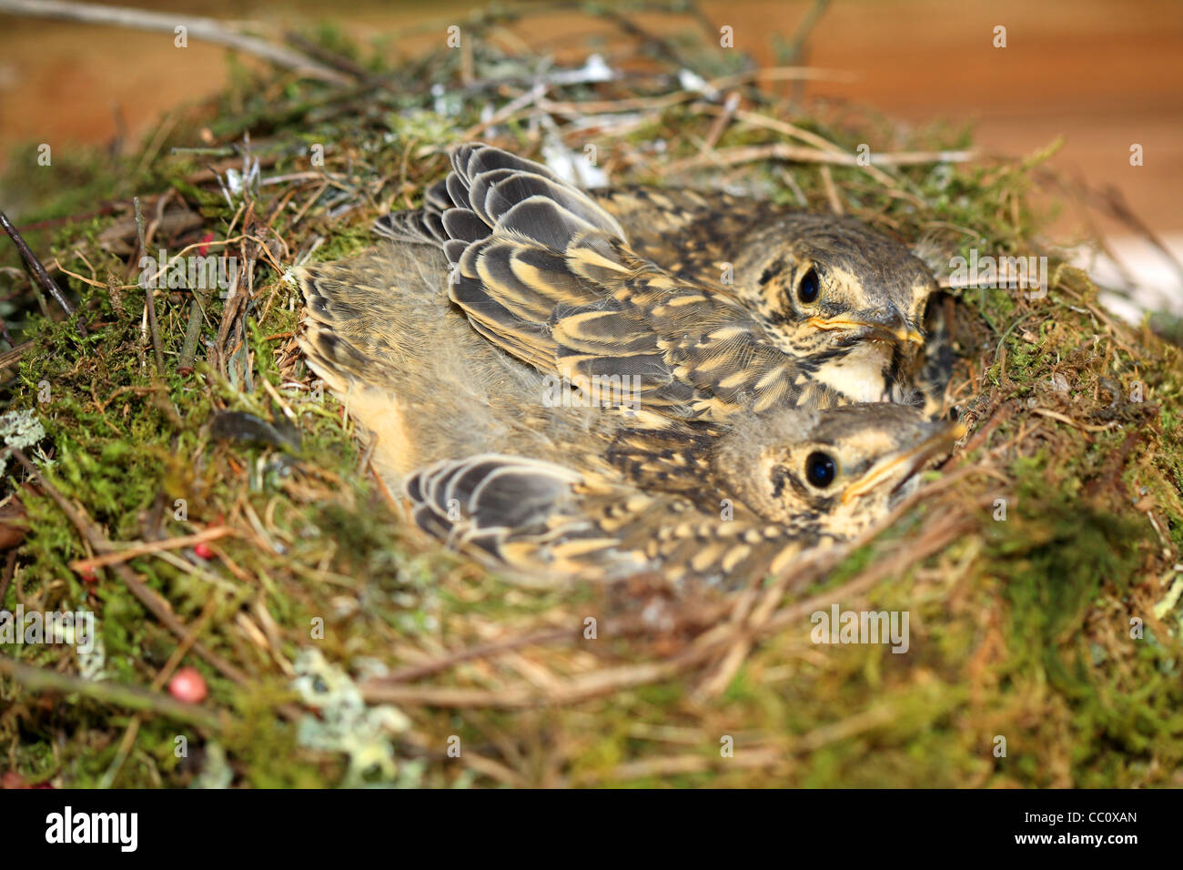 Zwei junge Drossel in einem Nest. Irland Stockfoto