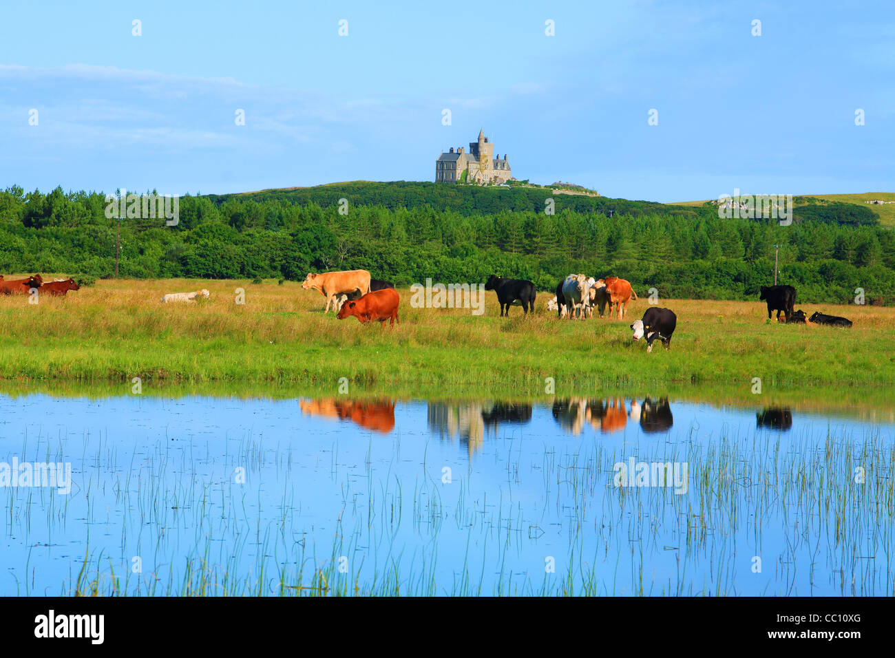 Vieh mit Classiebawn Castle im Hintergrund. Co. Sligo. Irland Stockfoto
