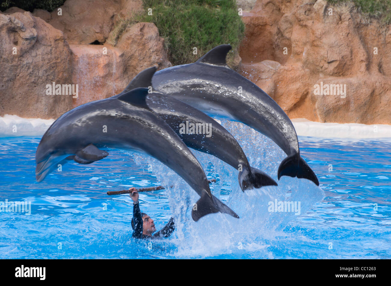 Loro Parque, Teneriffa bester Wildlife-Zoo-Attraktion. Die Delphin-Show. Stockfoto