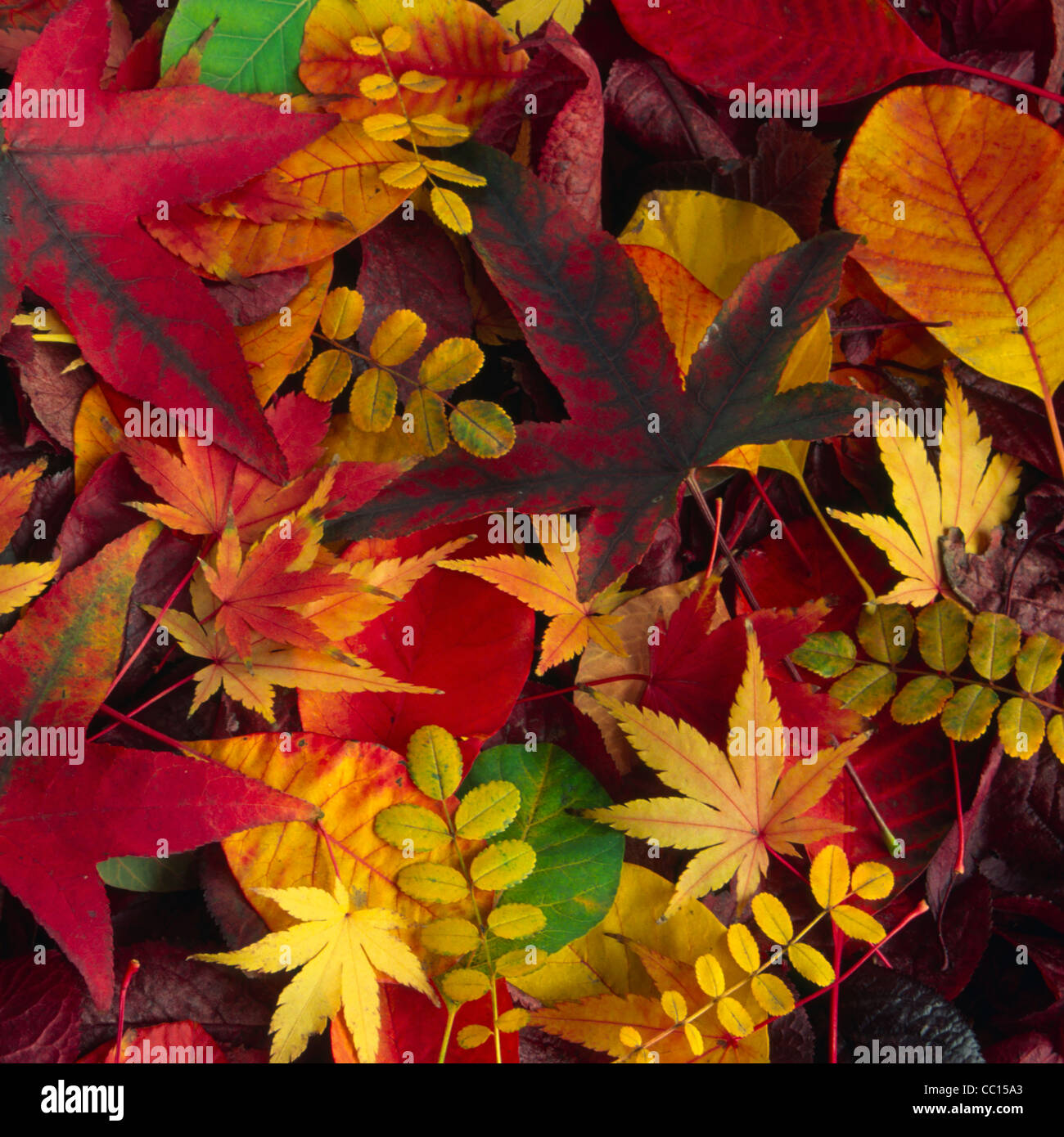 Blätter im Herbst Stockfoto