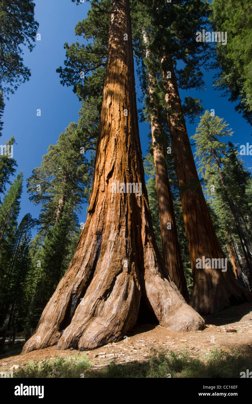 Sequoia, Mariposa Grove, Yosemite-Nationalpark, Kalifornien, USA. Stockfoto