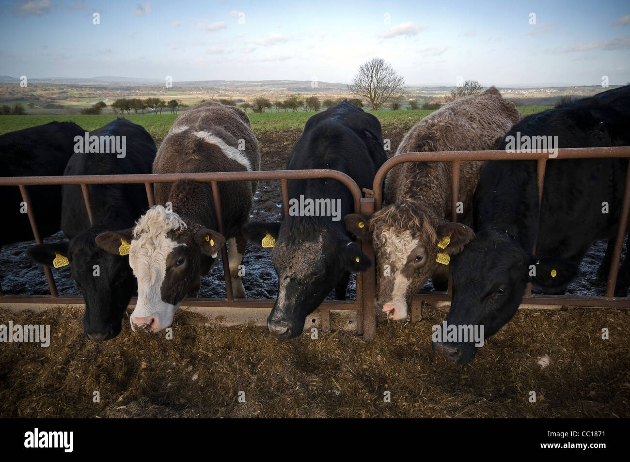 Rinderfütterung auf der South Downs in der Nähe von Amberley, West Sussex, UK Stockfoto