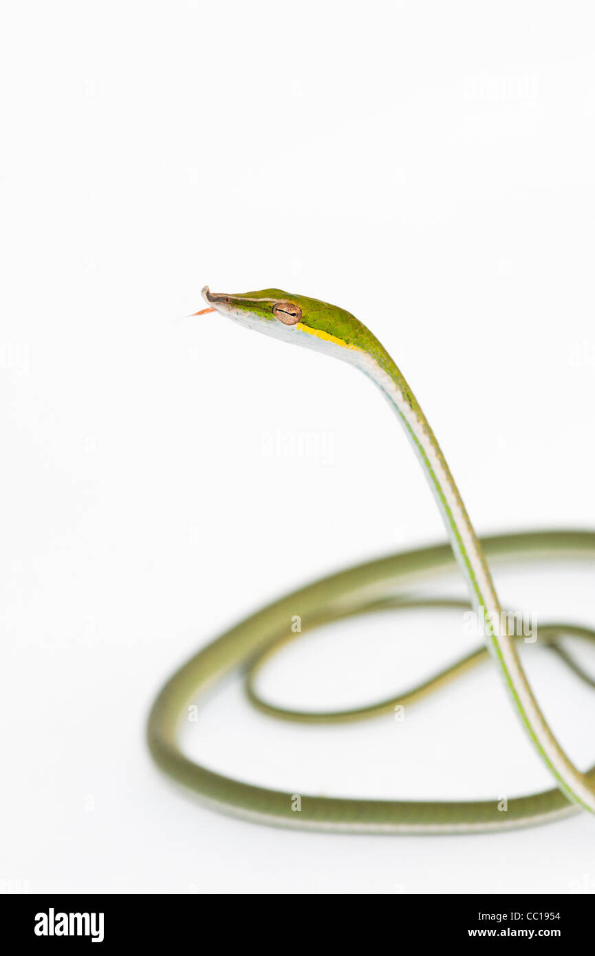 Ahaetulla Nasuta. Juvenile grüne Ranke Schlange auf weißem Hintergrund Stockfoto