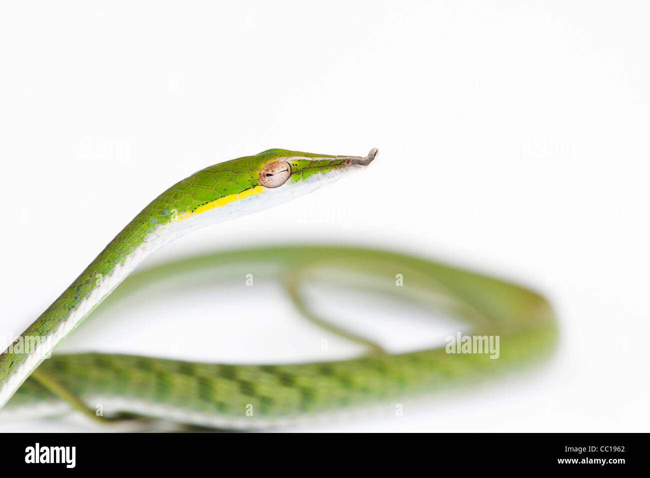 Ahaetulla Nasuta. Juvenile grüne Ranke Schlange auf weißem Hintergrund Stockfoto
