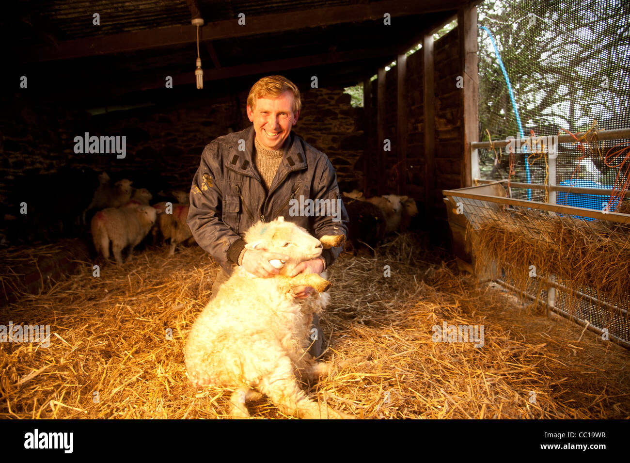 Schaf Bauer und Champion mittelalterlichen jouteur Philip Hughes - Sir Philip von Argoed - ein Schafe auf seiner Farm in Mid Wales UK Stockfoto