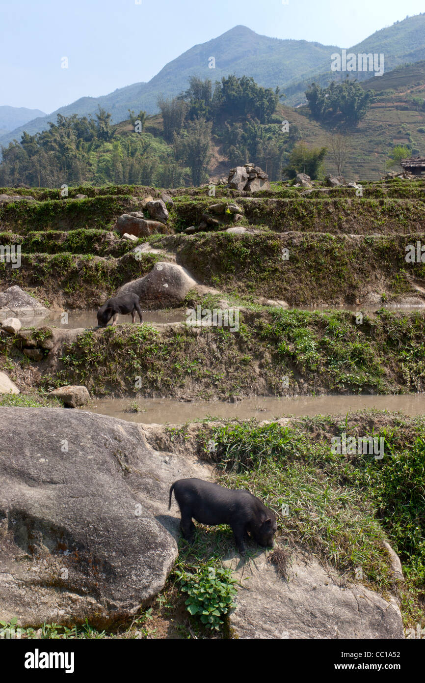 Junge vietnamesische dickbäuchige Schweine Stockfoto