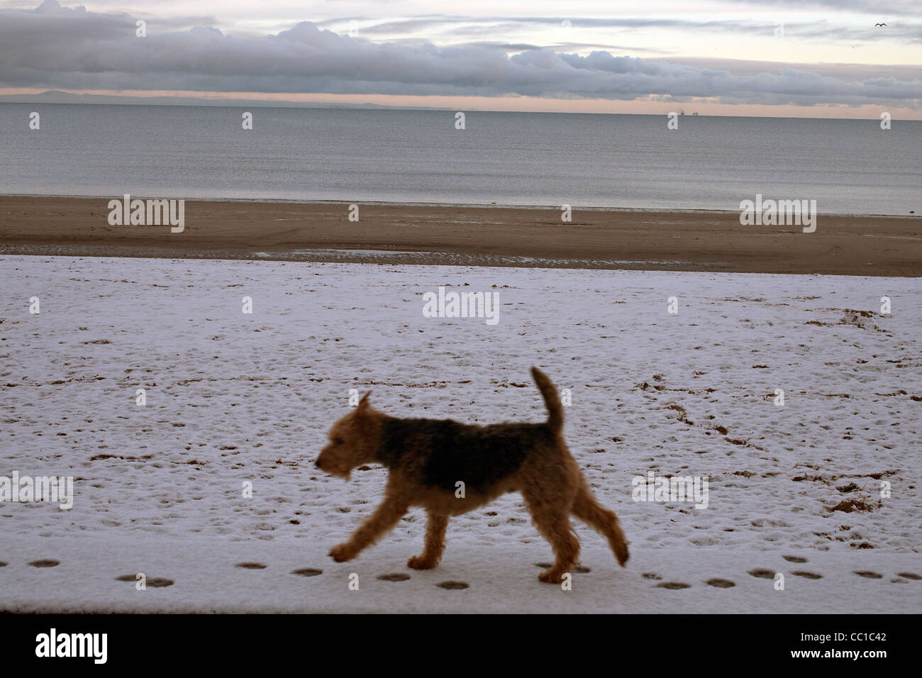 Terrier Portobello beach-edinburgh Stockfoto