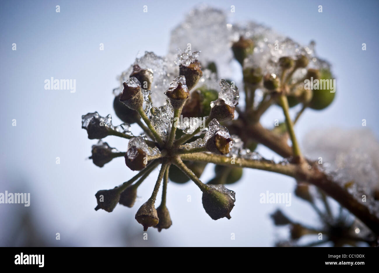 Efeu beeren -Fotos und -Bildmaterial in hoher Auflsung  Alamy
