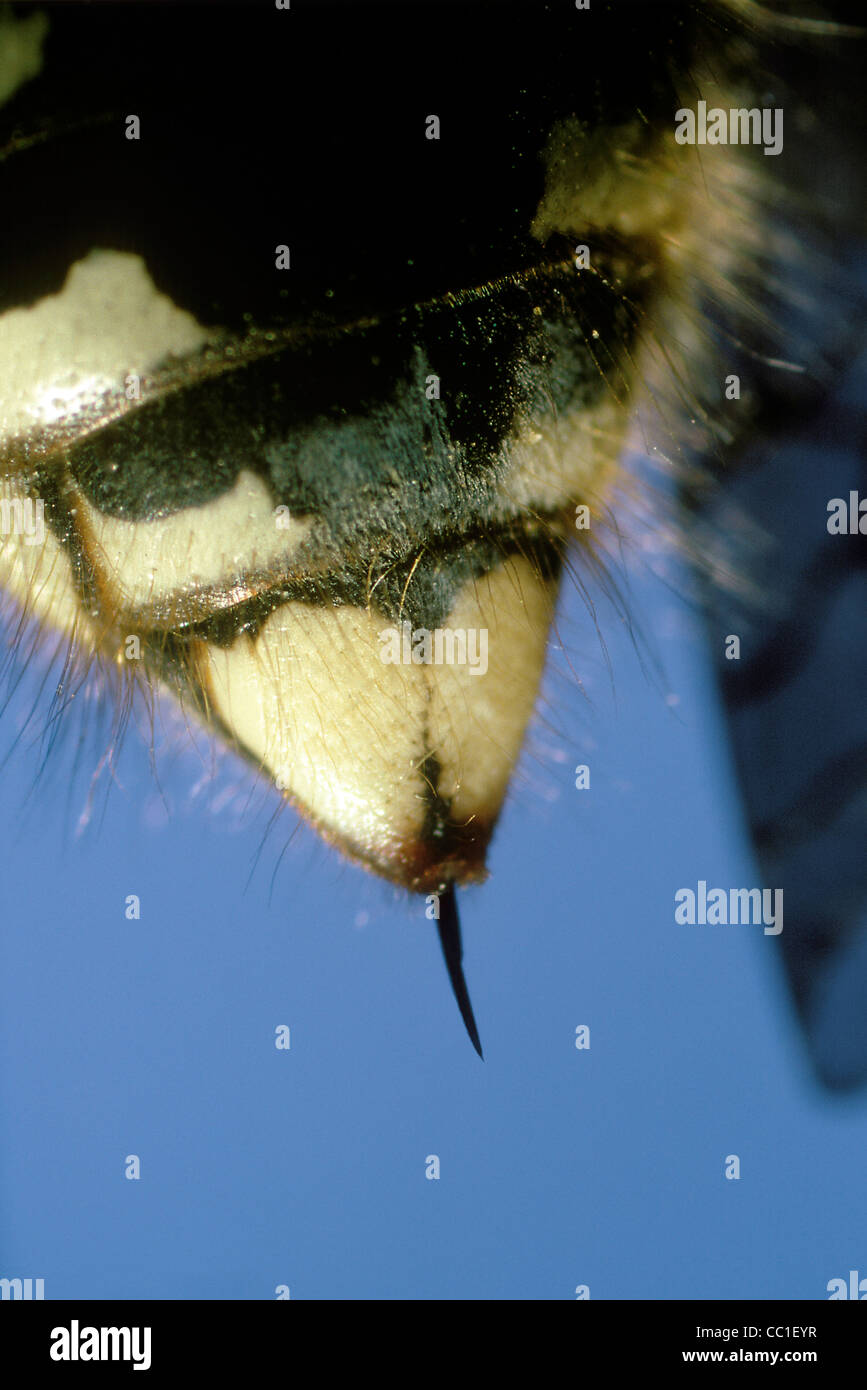 Kühner Hornet Stinger mit 8 x Stockfoto