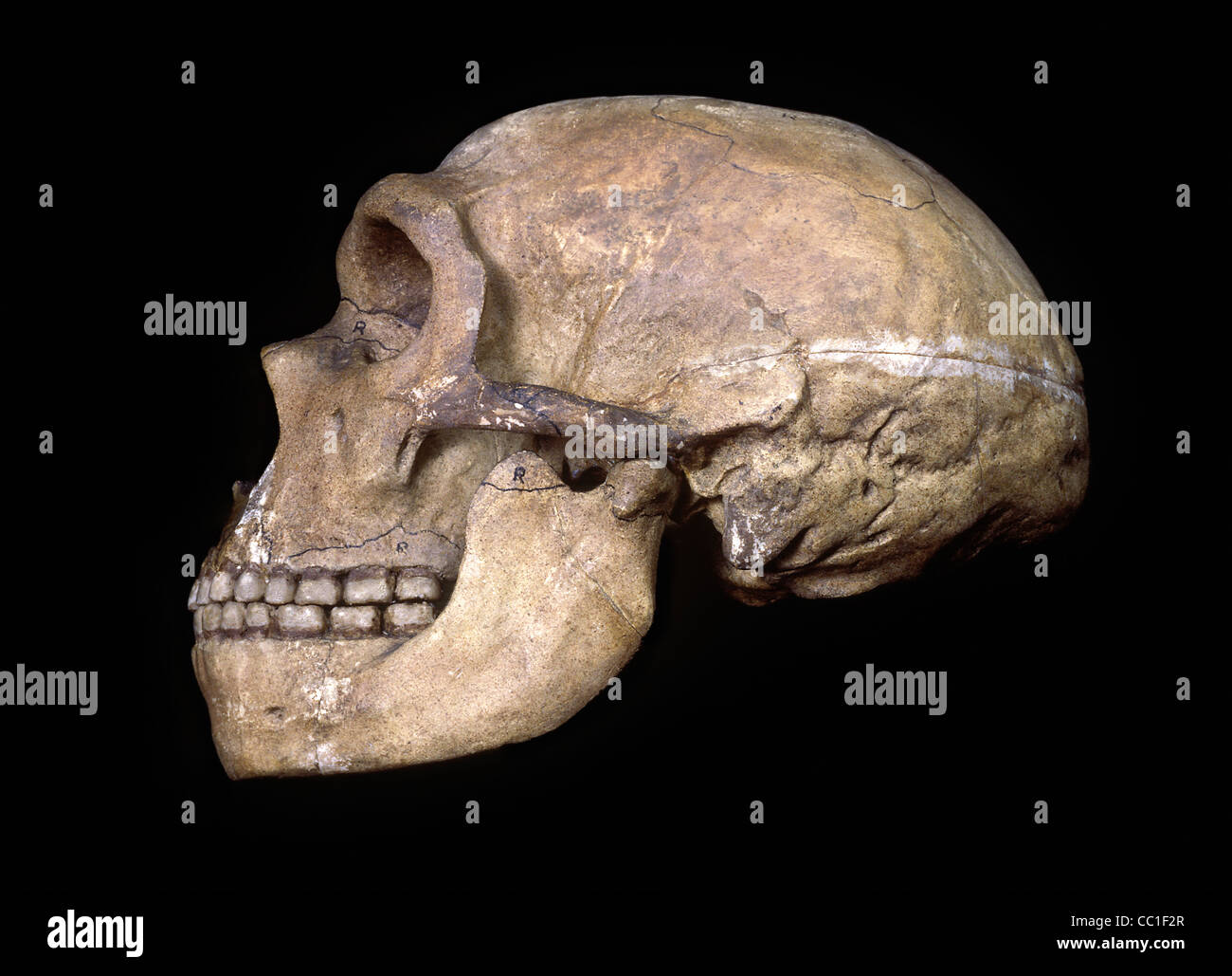 Neandertaler Schädel, Chapelle-Aux-Saints Stockfoto