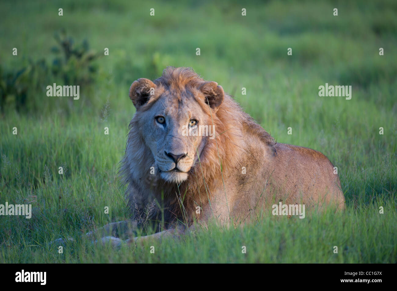 Bild der männlichen Löwen im grünen Gras in Botswana. Stockfoto