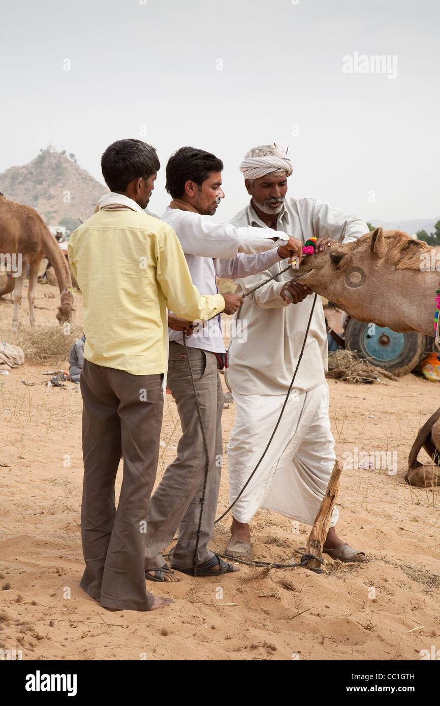 Händler, die Prüfung eines Kamels in Pushkar Fair - Rajasthan, Indien Stockfoto
