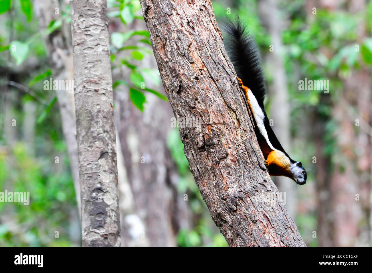 Ein Prevost Eichhörnchen nähert sich ein Orang Utan Futterstelle, Tanjung Puting Nationalpark, Kalimantan Tengah, Borneo Stockfoto
