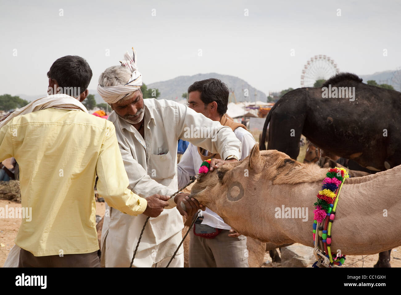 Händler, die Prüfung eines Kamels in Pushkar Fair - Rajasthan, Indien Stockfoto