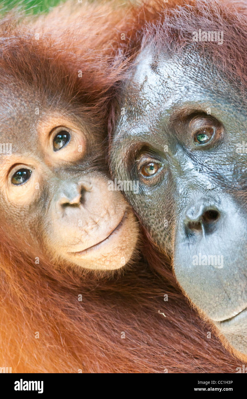 Eine wilde gewöhnt aber Mutter und Säugling Orang-Utan, Tanjung Puting Nationalpark, Kalimantan Tengah, Borneo. Stockfoto