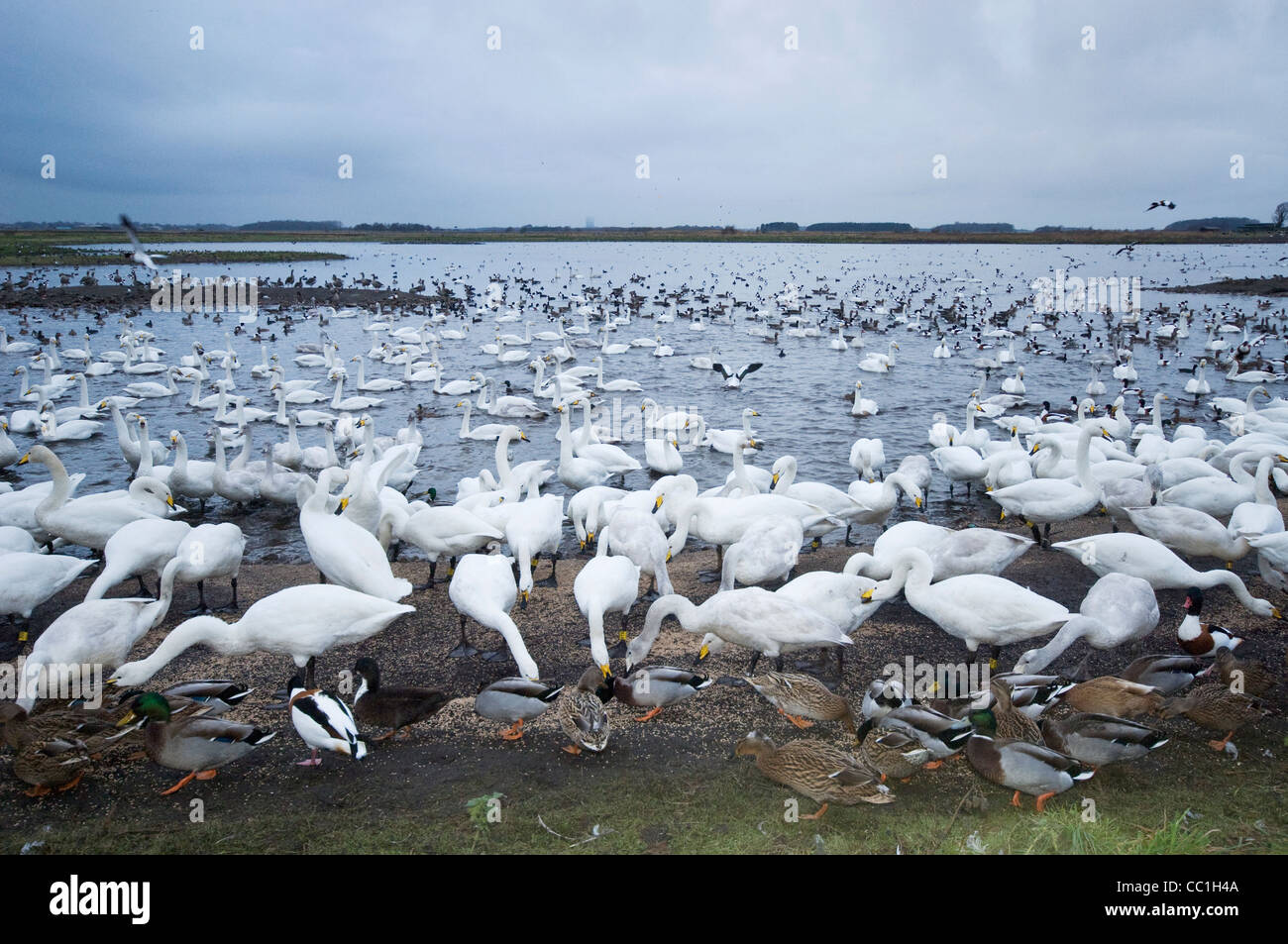 Singschwan (Cygnus Cygnus), Martin Mere, Lancashire, UK Stockfoto