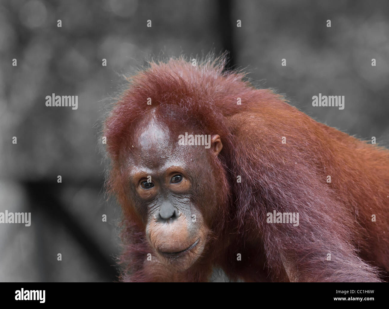 Eine junge juvenile Orang-Utan wartet in der Nähe von einer Futterstelle, Tanjung Puting Nationalpark, Kalimantan Tengah, Borneo. Stockfoto