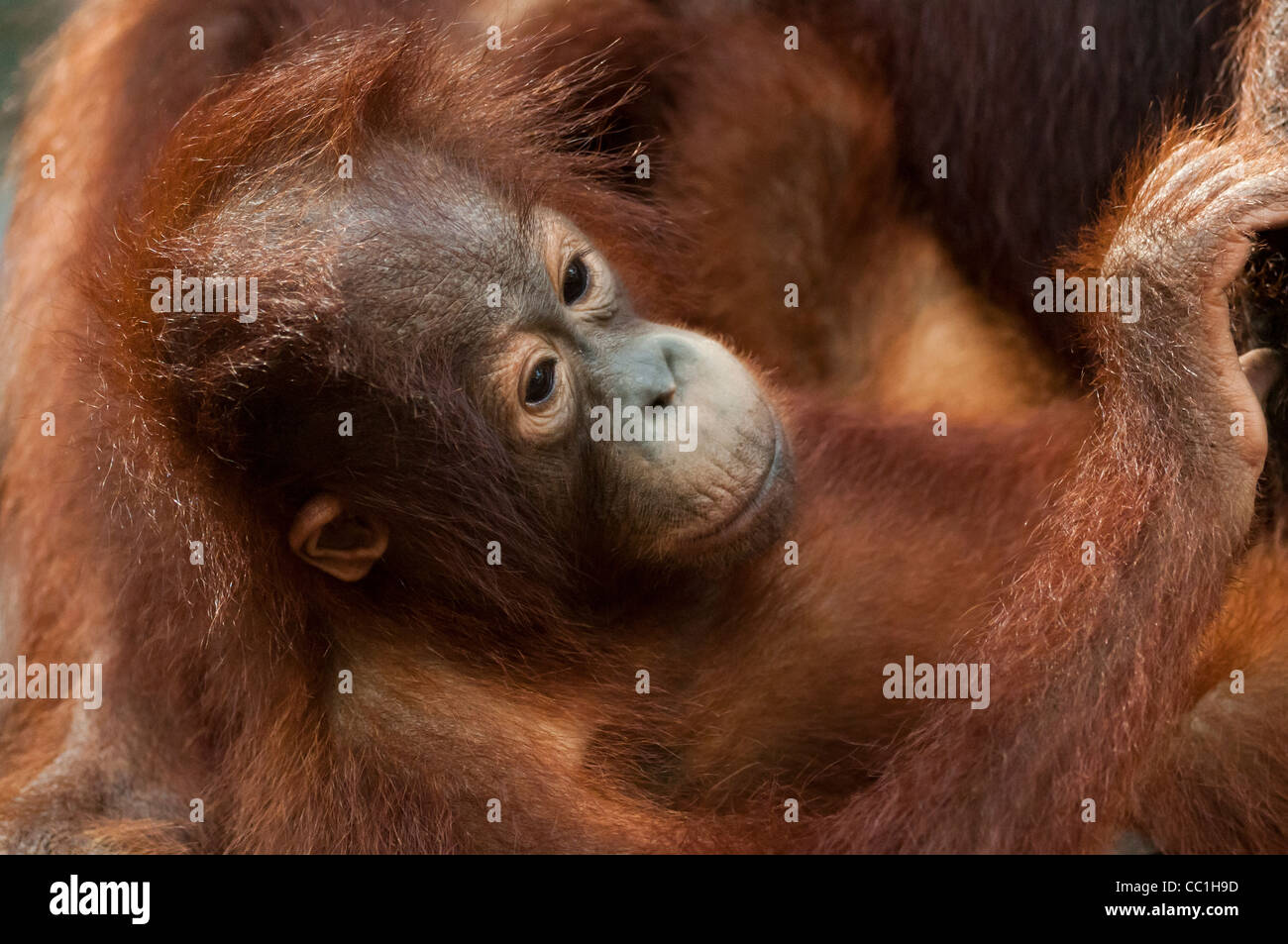 Ein junger Säugling Orang-Utan gewiegt von seiner Mutter (aus des Rahmens), Tanjung Puting Nationalpark, Kalimantan Tengah, Borneo. Stockfoto