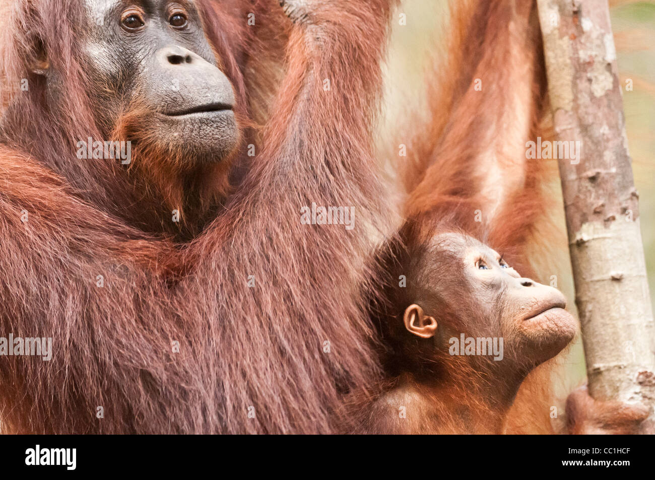 Eine Mutter und Säugling Orang-Utan Orang Utan Orang-Utan in Tanjung Puting Nationalpark, Borneo. Stockfoto