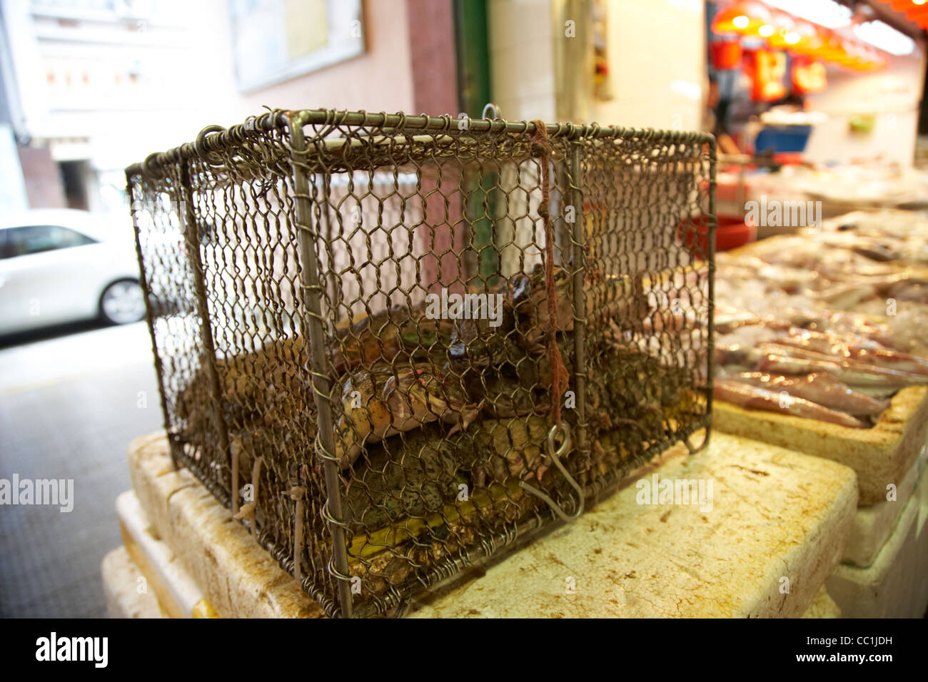 Feld der Frösche für Verkauf Yau Ma Tei indoor Lebensmittel Markt Kowloon Hong Kong Sonderverwaltungsregion Hongkong China Asien Stockfoto